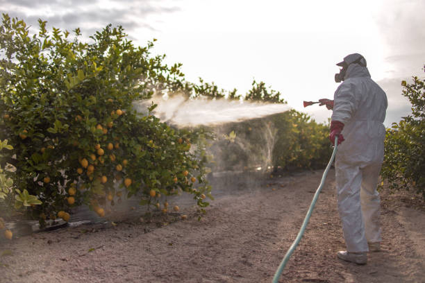 Best Pest Control Treatment  in Point Venture, TX